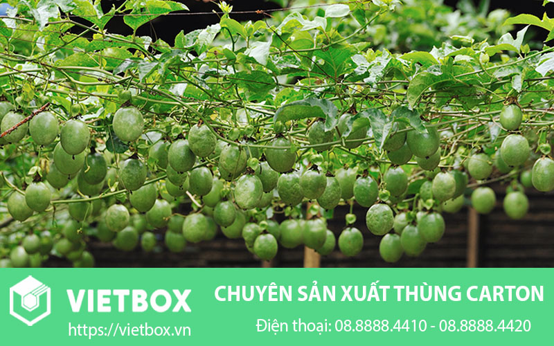 Hình ảnh chanh dây